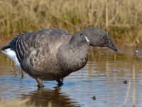 Rotgans, Zwartbuikrotgans; Branta bernicla  Rotgans, Zwartbuikrotgans; Branta bernicla : Branta bernicla, Friesland, Frisia, Fyslan, Rotgans, Schiermonnikoog, Zwartbuikrotgans, bird, field, gans, ganzen, geese, goose, grasland, grassland, vogel, waterbird, watervogel, weide