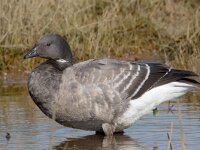 Rotgans, Zwartbuikrotgans; Branta bernicla  Rotgans, Zwartbuikrotgans; Branta bernicla : Branta bernicla, Friesland, Frisia, Fyslan, Rotgans, Schiermonnikoog, Zwartbuikrotgans, bird, field, gans, ganzen, geese, goose, grasland, grassland, vogel, waterbird, watervogel, weide