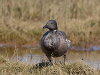 Rotgans, Zwartbuikrotgans; Branta bernicla  Rotgans, Zwartbuikrotgans; Branta bernicla : Branta bernicla, Friesland, Frisia, Fyslan, Rotgans, Schiermonnikoog, Zwartbuikrotgans, bird, field, gans, ganzen, geese, goose, grasland, grassland, vogel, waterbird, watervogel, weide