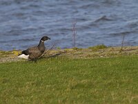 Branta bernicla 86, Rotgans, Saxifraga-Jan Nijendijk