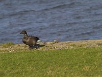 Branta bernicla 87, Rotgans, Saxifraga-Jan Nijendijk