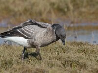 Branta bernicla 9, Rotgans, Saxifraga-Luc Hoogenstein