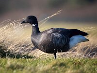 Branta bernicla 93, Rotgans, Saxifaga-Bart Vastenhouw