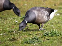 Branta bernicla 94, Rotgans, Saxifaga-Bart Vastenhouw