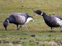 Branta bernicla nigricans 114, Zwarte rotgans, Saxifraga-Bart Vastenhouw