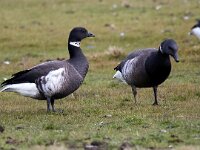 Branta bernicla nigricans 123, Zwarte rotgans, Saxifraga-Bart Vastenhouw