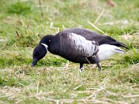 Branta bernicla nigricans 35, Zwarte rotgans, Saxifraga-Bart Vastenhouw