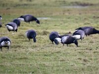 Branta bernicla nigricans 37, Zwarte rotgans, Saxifraga-Bart Vastenhouw