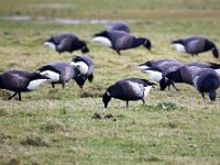 Branta bernicla nigricans 61, Zwarte rotgans, Saxifraga-Bart Vastenhouw