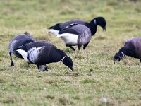 Branta bernicla nigricans 92, Zwarte rotgans, Saxifraga-Bart Vastenhouw