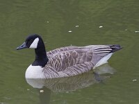 Branta canadensis 36, Grote canadese gans, Saxifraga-Jan Nijendijk