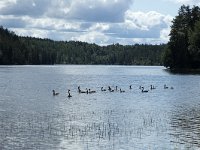 Canada Geese on Swedish lake.  Branta canadensis on Vastra Silen; Dalsland, Sweden : avifauna, bird, branta canadensis, brante, canada goose, fauna, geese, goose, lake, sweden, swimming, water, water bird, group, togetherness