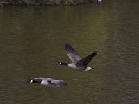 Branta canadensis 48, Grote canadese gans, Saxifraga-Jan Nijendijk