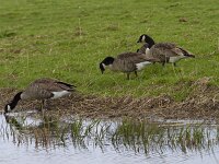 Branta canadensis 51, Grote canadese gans, Saxifraga-Jan Nijendijk