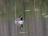 Branta canadensis 52, Grote canadese gans, Saxifraga-Jan Nijendijk