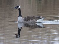 Branta canadensis 53, Grote canadese gans, Saxifraga-Jan Nijendijk