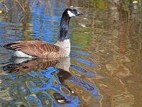 Branta canadensis 55, Grote Canadese Gans, Saxifraga-Tom Heijnen