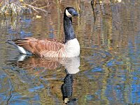 Branta canadensis 56, Grote Canadese Gans, Saxifraga-Tom Heijnen