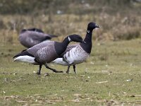 Branta hrota 23, Witbuikrotgans, Saxifraga-Bart Vastenhouw