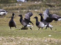 Branta hrota 24, Witbuikrotgans, Saxifraga-Bart Vastenhouw