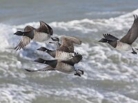 Branta hrota 5, Witbuikrotgans, Saxifraga-Peter Meininger