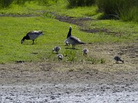 Branta leucopsis 156, Brandgans, Saxifraga-Jan Nijendijk