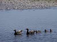 Branta leucopsis 158, Brandgans, Saxifraga-Jan Nijendijk