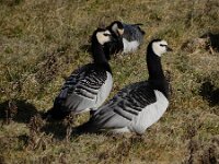 Branta leucopsis 179, Brandgans, Saxifraga-Ed Stikvoort : Zuidkust Schouwen
