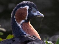Branta ruficollis 5. Roodhalsgans, Saxifraga-Luc Hoogenstein