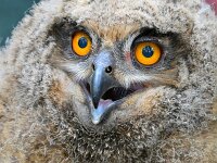 Bubo bubo 78, Oehoe, Saxifraga-Tom Heijnen