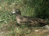 Burhinus oedicnemus 3, Griel, Saxifraga-Jan van der Straaten