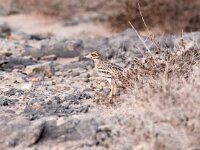 Burhinus oedicnemus 7, Griel, Saxifraga-Bart Vastenhouw