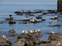 Calidris alba 107, Drieteenstrandloper, Saxifraga-Ed Stikvoort : Domburg