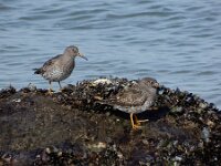 Calidris maritima 53, Paarse strandloper, Saxifraga-Ed Stikvoort : neeltje jans