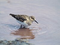 Calidris minuta 2, Kleine strandloper, Saxifraga-Arie de Knijff