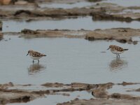 Calidris minuta 27, Kleine strandloper, Saxifraga-Mark Zekhuis