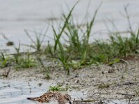 Calidris minuta 28, Kleine strandloper, adult, summer plumage, Saxifraga-Theo Verstrael