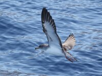 Calonectris borealis 4, Kuhls pijlstormvogel, Saxifraga-Henk Baptist