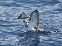 Calonectris borealis 5, Kuhls pijlstormvogel, Saxifraga-Henk Baptista