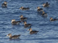 Calonectris borealis 6, Kuhls pijlstormvogel, Saxifraga-Mark Zekhuis