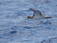 Calonectris borealis 9, Kuhls pijlstormvogel, Saxifraga-Mark Zekhuis