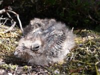 Caprimulgus europaeus 13, Nachtzwaluw, juvenile, Saxifraga-Mark Zekhuis