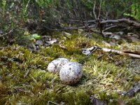 Caprimulgus europaeus 14, Nachtzwaluw, Saxifraga-Mark Zekhuis