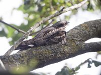 Caprimulgus europaeus 15, Nachtzwaluw, Saxifraga-Mark Zekhuis