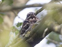 Caprimulgus europaeus 16, Nachtzwaluw, Saxifraga-Mark Zekhuis
