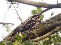 Caprimulgus europaeus 17, Nachtzwaluw, Saxifraga-Mark Zekhuis