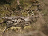 Caprimulgus europaeus 3, Nachtzwaluw, Saxifraga-Mark Zekhuis