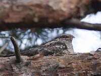 Caprimulgus europaeus 4, Nachtzwaluw, Saxifraga-Mark Zekhuis