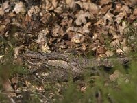Caprimulgus europaeus 8, Nachtzwaluw, Saxifraga-Mark Zekhuis