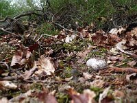 Caprimulgus europaeus 9, Nachtzwaluw, Saxifraga-Mark Zekhuis